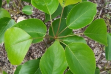 Asian-pear-leaves