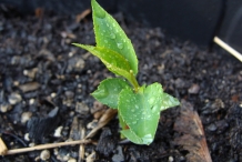 Asian-pear-seedlings