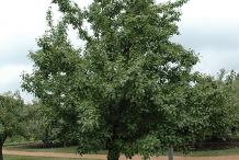 Asian-pear-tree