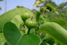 Asian-pear-unripe-fruit