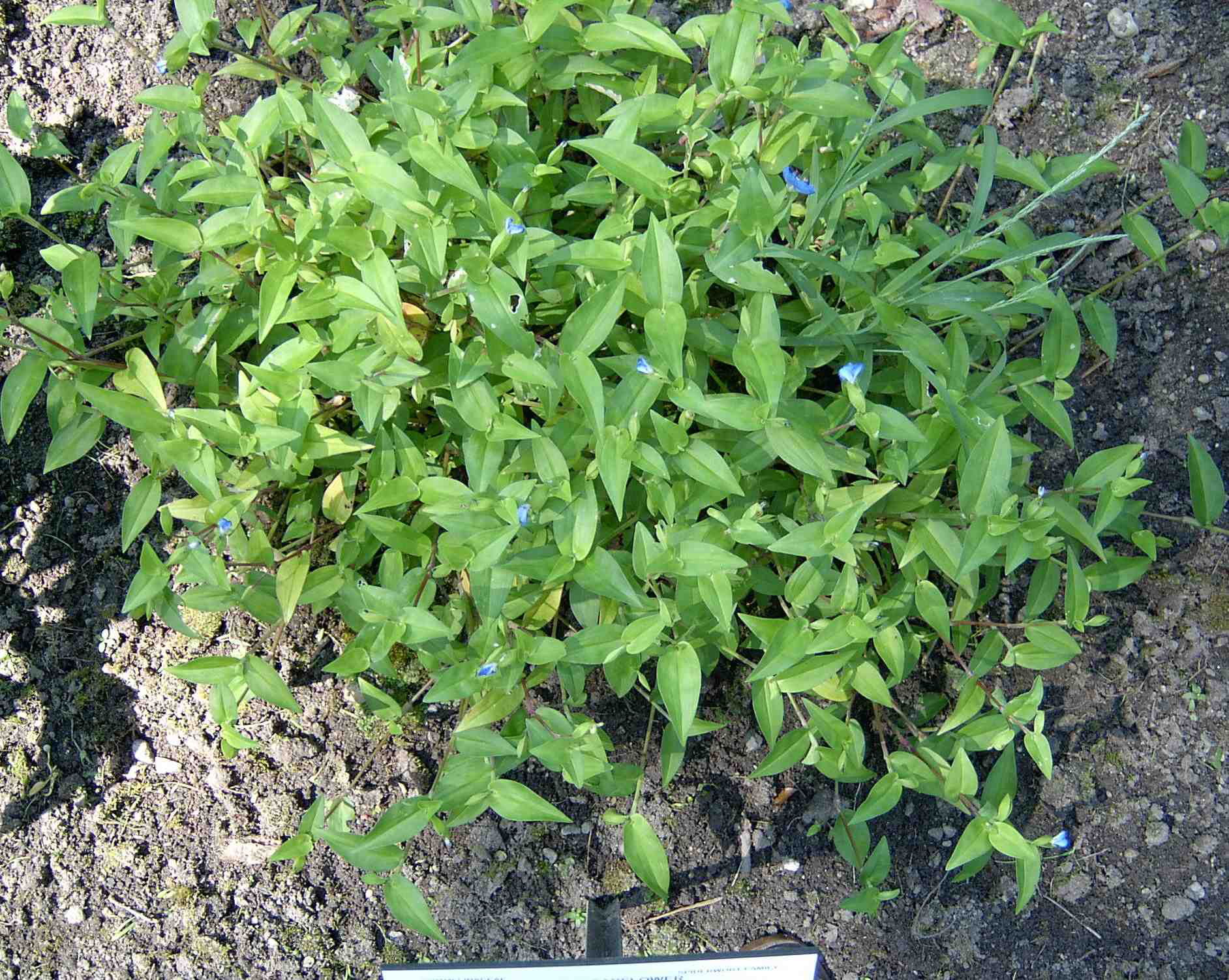 Asiatic-dayflower-plant