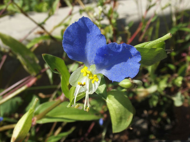 Flower-of-Asiatic-dayflower