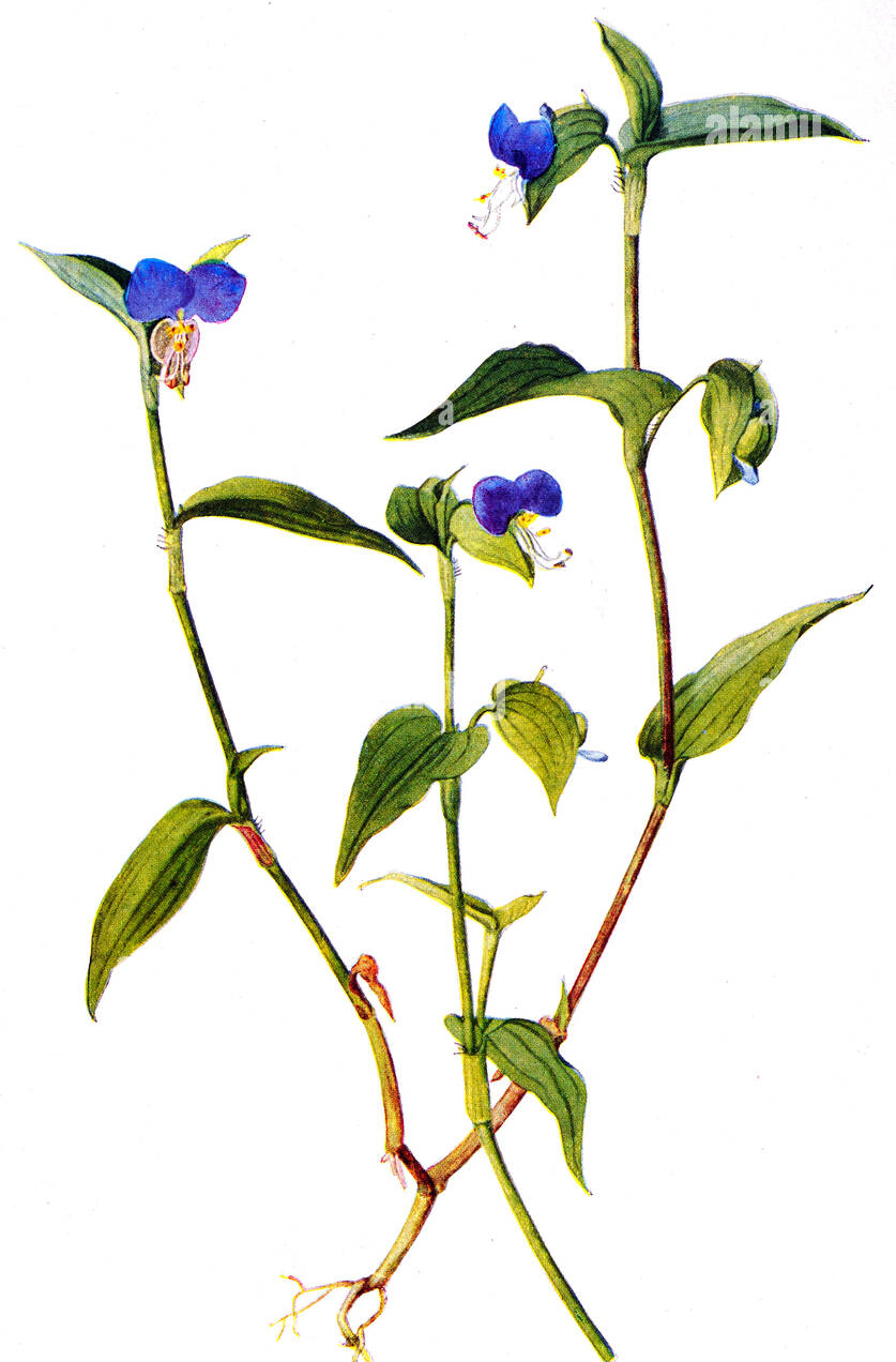 Plant-illustration-of-Asiatic-dayflower