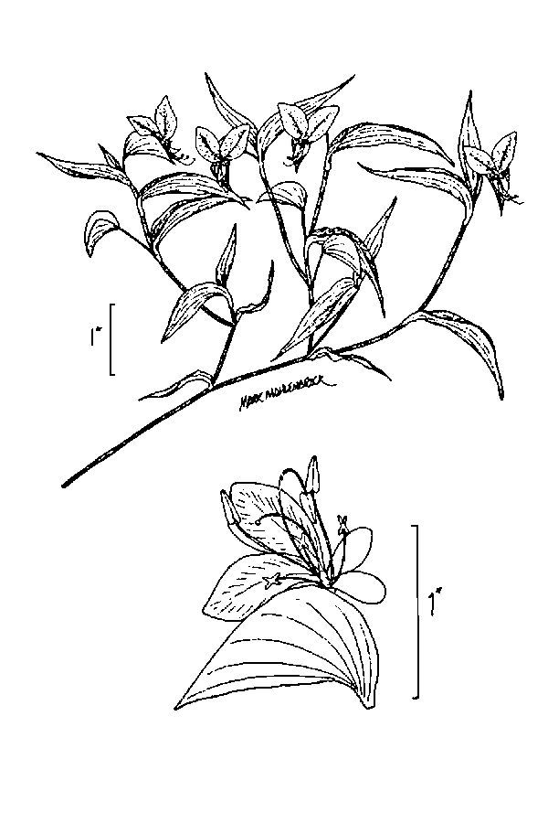 Sketch-of-Asiatic-dayflower