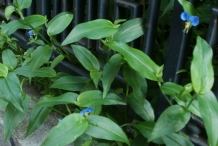 Leaves-of-Asiatic-dayflower