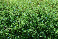 Asiatic-dayflower-Plant-growing-wild