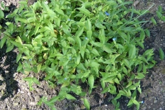 Asiatic-dayflower-plant