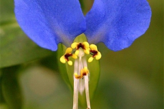 Closer-view-flower-of-Asiatic-dayflower