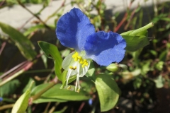 Flower-of-Asiatic-dayflower