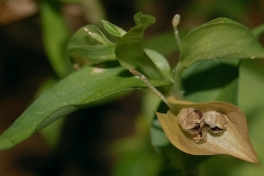 Fruits-of-Asiatic-dayflower