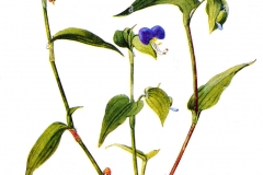 Plant-illustration-of-Asiatic-dayflower