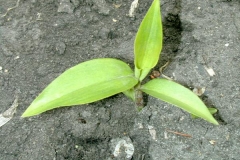 Saplings-of-Asiatic-dayflower