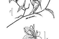 Sketch-of-Asiatic-dayflower
