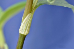 Stem-of-Asiatic-dayflower