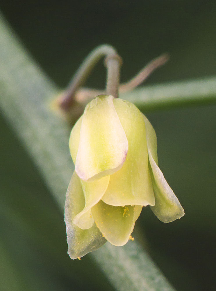 Close-up-flower-of-Asparagus