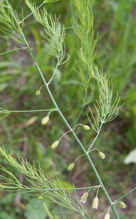 Flower-buds-of-Asparagus