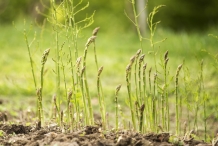 Asparagus-plant