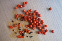 Asparagus-seeds
