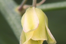 Close-up-flower-of-Asparagus