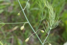 Flower-buds-of-Asparagus