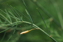 Leaves-of-Asparagus