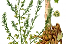 Plant-illustration-of-Asparagus