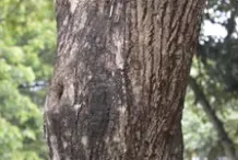 Trunk-of-Assyrian-plum