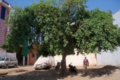 Assyrian-plum-Tree