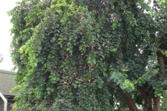 Assyrian-plum-plant-growing-wild