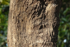 Bark-of-Assyrian-plum