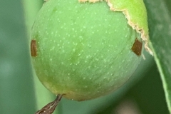 Closer-view-of-immature-fruit-of-Assyrian-plum