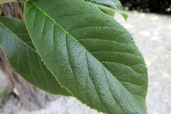 Closer-view-of-leaf-of-Assyrian-plum