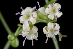 Flowers-of-Assyrian-plum