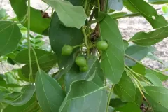 Immature-fruits-of-Assyrian-plum