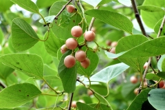 Mature-fruits-of-Assyrian-plum