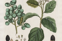 Plant-illustration-of-Assyrian-plum