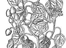 Sketch-of-Assyrian-plum
