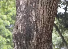 Trunk-of-Assyrian-plum