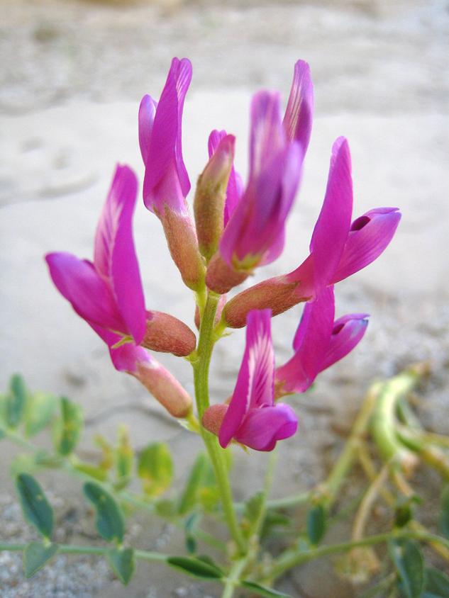 Astragalus-Flower