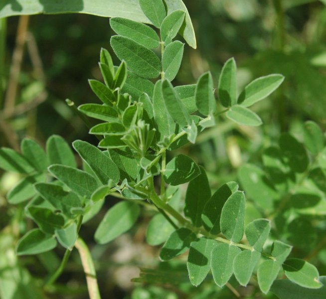 Astragalus-Leaves