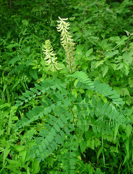 Astragalus-plant
