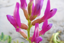 Astragalus-Flower