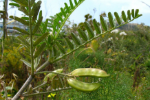 Astragalus-Fruit