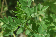 Astragalus-Leaves