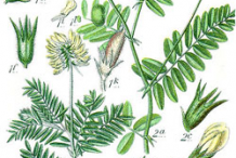 Astragalus-Plant-Illustration