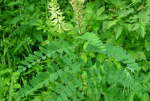 Astragalus-plant