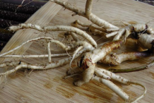 Fresh-Astragalus-root
