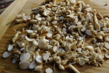 Freshly-cut-Astragalus-root
