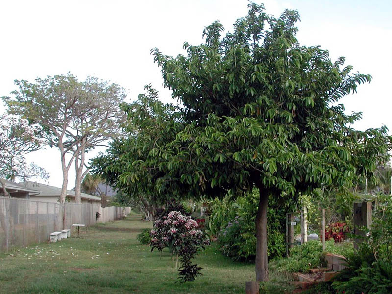 Atemoya-tree