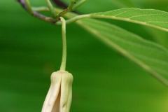 Atemoya-flower